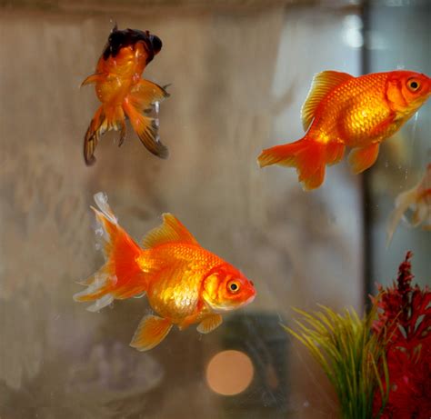 goldfish photos|goldfish pictures photos.